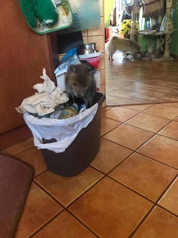 Wyłowiony z wody, przypominał psa, ale okazał się... lisem. Poznajcie Farcika [FOTO] - 5
