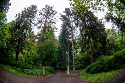 We Wrocławiu rusza cykl zwiedzania...zieleni - 5