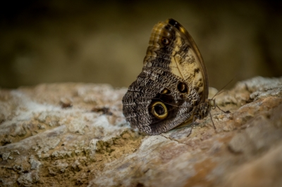 Tak wygląda nowa motylarnia we wrocławskim zoo [FOTO] - 9