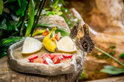 Tak wygląda nowa motylarnia we wrocławskim zoo [FOTO] - 1