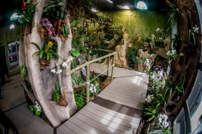 Tak wygląda nowa motylarnia we wrocławskim zoo [FOTO] - 2