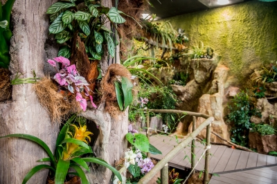 Tak wygląda nowa motylarnia we wrocławskim zoo [FOTO] - 3