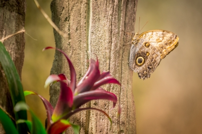 Tak wygląda nowa motylarnia we wrocławskim zoo [FOTO] - 6