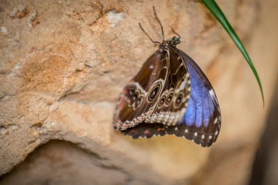Tak wygląda nowa motylarnia we wrocławskim zoo [FOTO] - 7