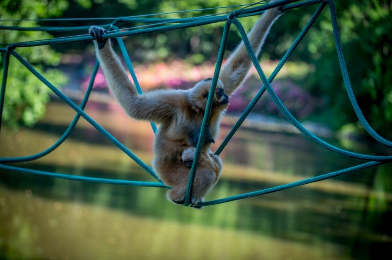 Gibon białopoliczkowy we wrocławskim ZOO [ZOBACZ] - zdjęcia: Andrzej Owczarek