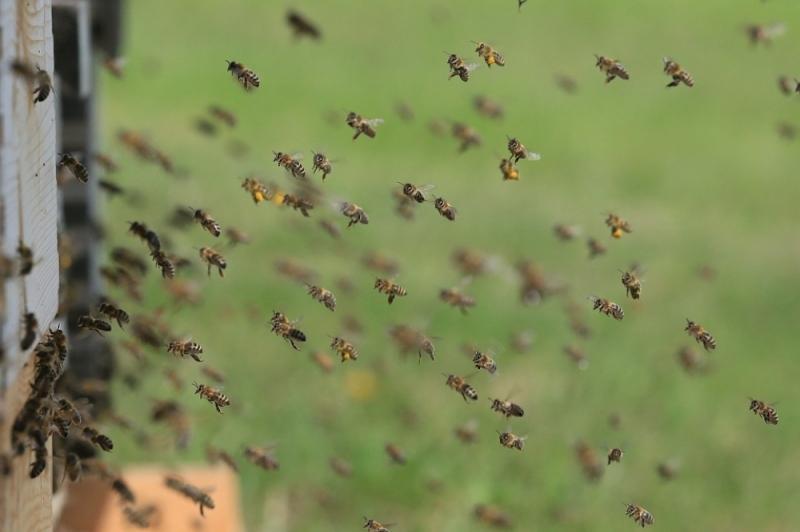 Ukradli ule. Wściekłe pszczoły pożądliły turystów [ZDJĘCIA] - fot. pixabay (zdjęcie ilustracyjne)