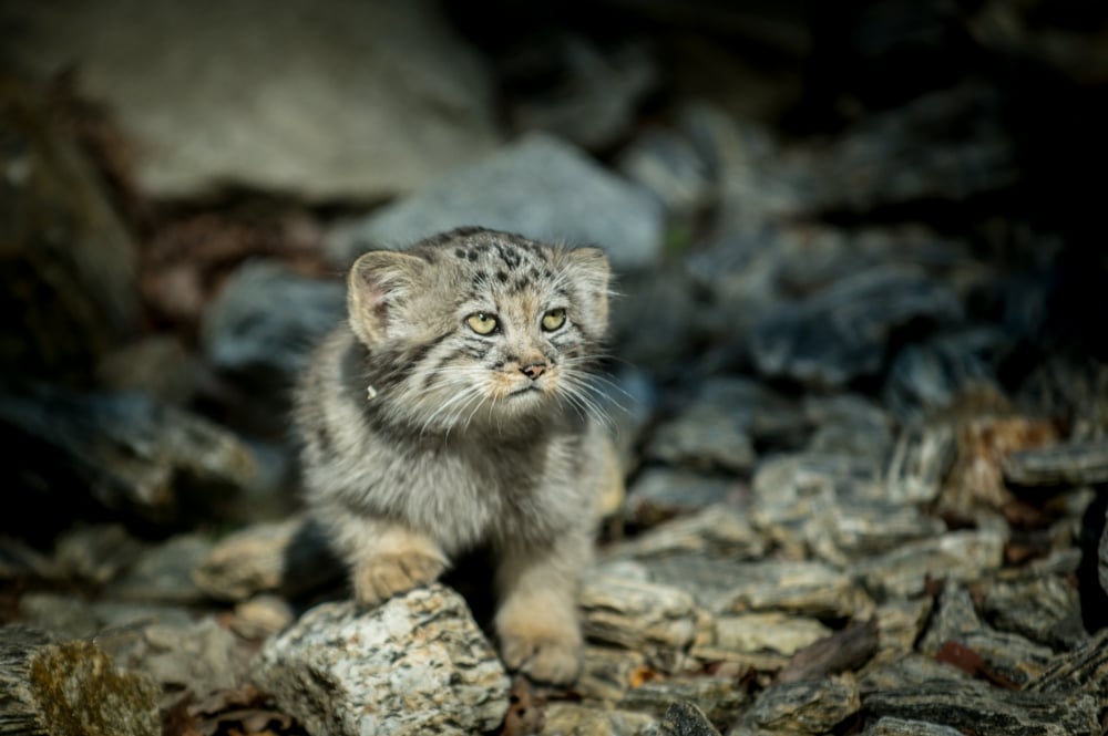 Pięć kociąt manula urodziło się we wrocławskim zoo