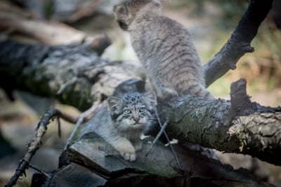 Pięć kociąt manula urodziło się we wrocławskim zoo