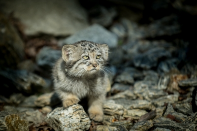 Pięć kociąt manula urodziło się we wrocławskim zoo - 0