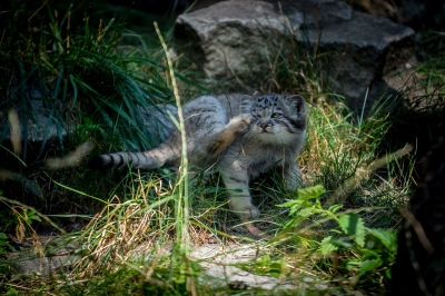 Pięć kociąt manula urodziło się we wrocławskim zoo - 9