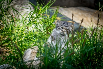 Pięć kociąt manula urodziło się we wrocławskim zoo - 10