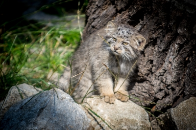 Pięć kociąt manula urodziło się we wrocławskim zoo - 11