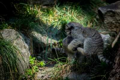 Pięć kociąt manula urodziło się we wrocławskim zoo - 12
