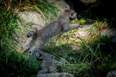 Pięć kociąt manula urodziło się we wrocławskim zoo - 13