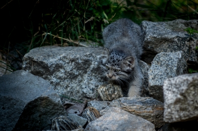 Pięć kociąt manula urodziło się we wrocławskim zoo - 14