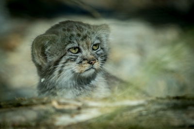 Pięć kociąt manula urodziło się we wrocławskim zoo - 1