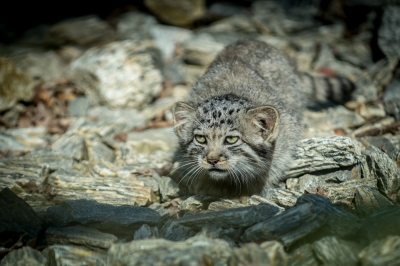 Pięć kociąt manula urodziło się we wrocławskim zoo - 3