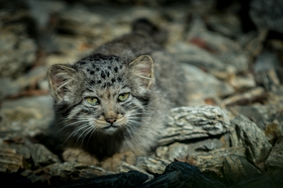 Pięć kociąt manula urodziło się we wrocławskim zoo - 4