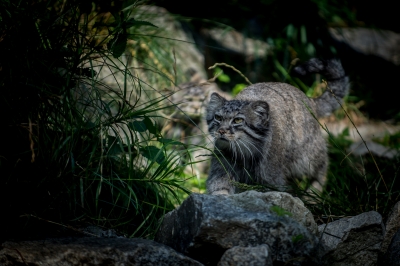 Pięć kociąt manula urodziło się we wrocławskim zoo - 5