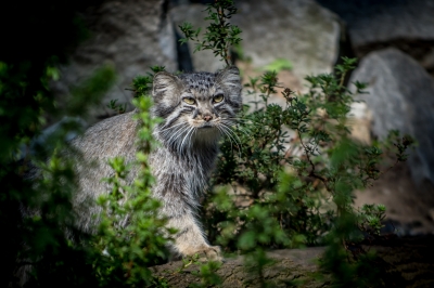 Pięć kociąt manula urodziło się we wrocławskim zoo - 6