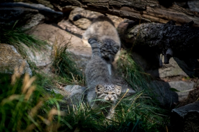 Pięć kociąt manula urodziło się we wrocławskim zoo - 8