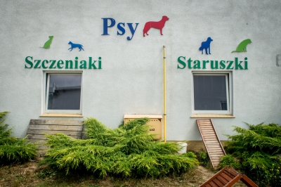 Smutne statystyki w schroniskach  dla zwierząt. "Wakacje" [ZDJĘCIA] - 0