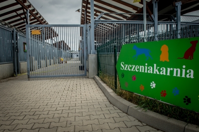 Smutne statystyki w schroniskach  dla zwierząt. "Wakacje" [ZDJĘCIA] - 11