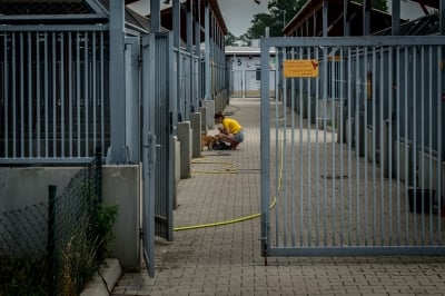 Smutne statystyki w schroniskach  dla zwierząt. "Wakacje" [ZDJĘCIA] - 12