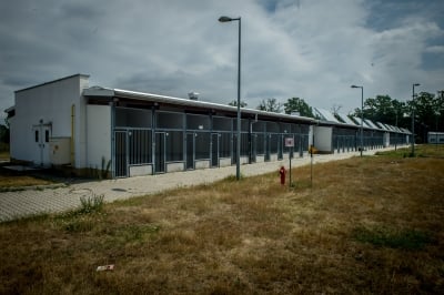 Smutne statystyki w schroniskach  dla zwierząt. "Wakacje" [ZDJĘCIA] - 7