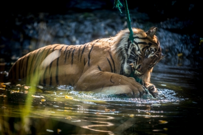 Święto tygrysów we wrocławskim zoo [ZDJĘCIA] - 2