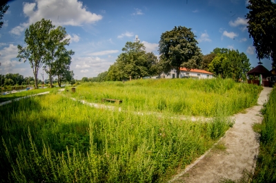 Wrocław: Zielona Plaża z WBO. Wysoka trawa, chwasty i śmieci - 4