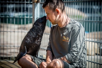 Najmniejsza, a już ma status gwiazdy. W zoo przyszła na świat samiczka kotika