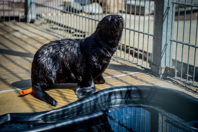 Najmniejsza, a już ma status gwiazdy. W zoo przyszła na świat samiczka kotika - 9