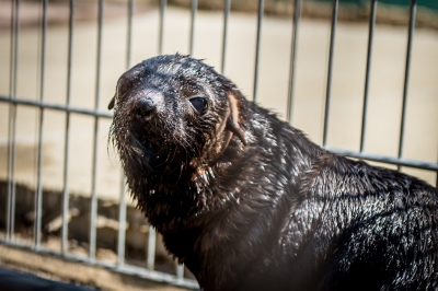 Najmniejsza, a już ma status gwiazdy. W zoo przyszła na świat samiczka kotika - 10