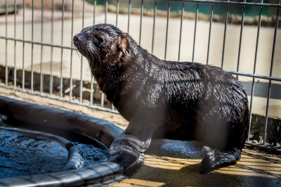 Najmniejsza, a już ma status gwiazdy. W zoo przyszła na świat samiczka kotika - 11