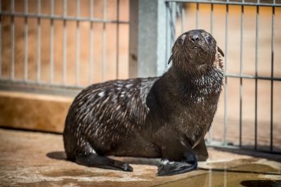 Najmniejsza, a już ma status gwiazdy. W zoo przyszła na świat samiczka kotika - 2