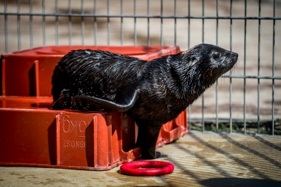Najmniejsza, a już ma status gwiazdy. W zoo przyszła na świat samiczka kotika - 3