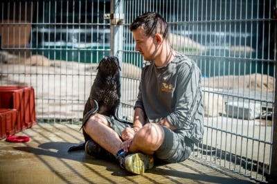 Najmniejsza, a już ma status gwiazdy. W zoo przyszła na świat samiczka kotika - 4