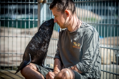 Najmniejsza, a już ma status gwiazdy. W zoo przyszła na świat samiczka kotika - 5