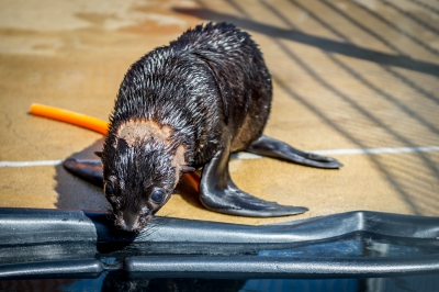 Najmniejsza, a już ma status gwiazdy. W zoo przyszła na świat samiczka kotika - 6