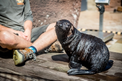 Najmniejsza, a już ma status gwiazdy. W zoo przyszła na świat samiczka kotika - 7