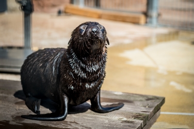 Najmniejsza, a już ma status gwiazdy. W zoo przyszła na świat samiczka kotika - 8