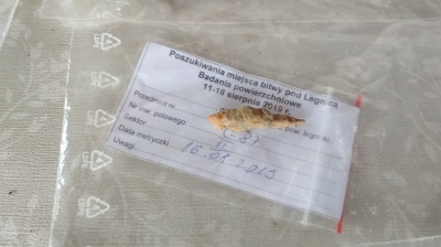 Legnickie Pole: Przyjechali z całej Europy, by szukać miejsca bitwy z 1241 roku - 4