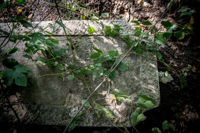 Wrocław: Kilkanaście niemieckich płyt nagrobnych w dzikim lasku - 9