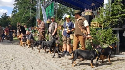 DRJ:  Zostań przyjacielem lasu - 3