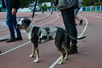 DRJ: XXVII Międzynarodowa Wystawa Psów Rasowych Wrocław 2019 [ZDJĘCIA] - 20