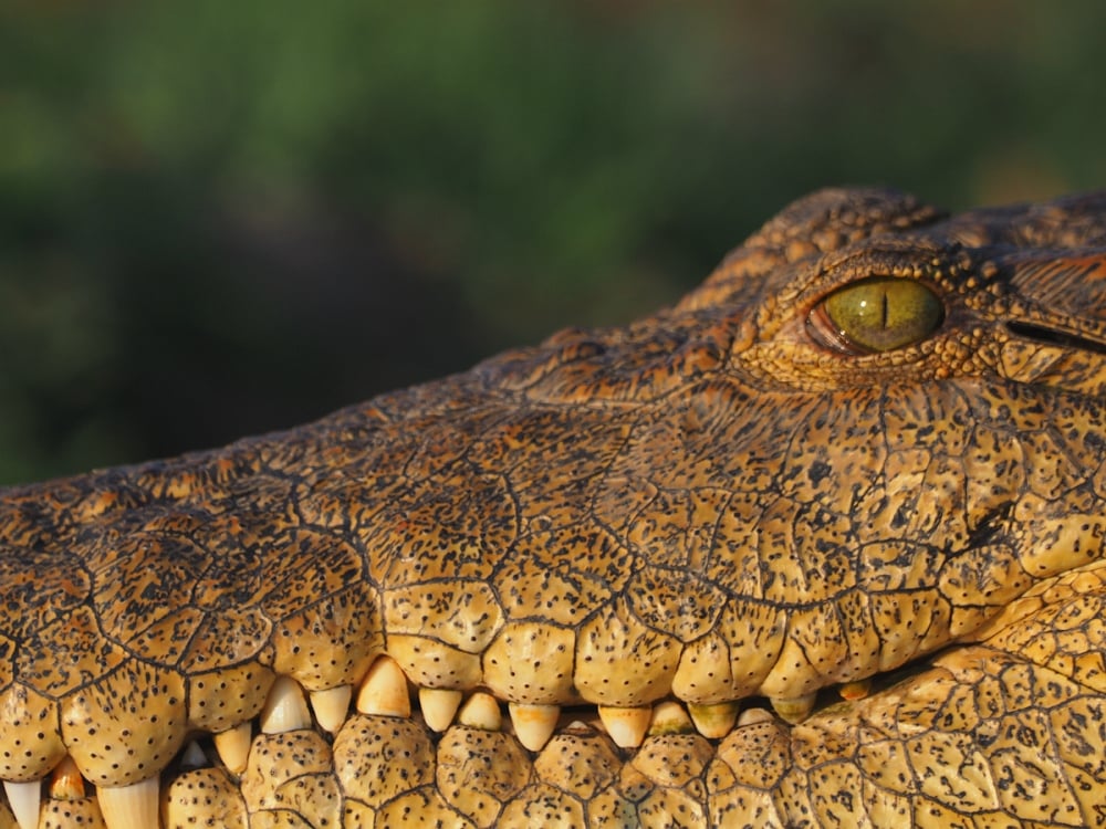 Krokodyl w Kunicach koło Legnicy? Trwają poszukiwania gada - zdjęcie ilustracyjne; fot. Magda Orzeł 
