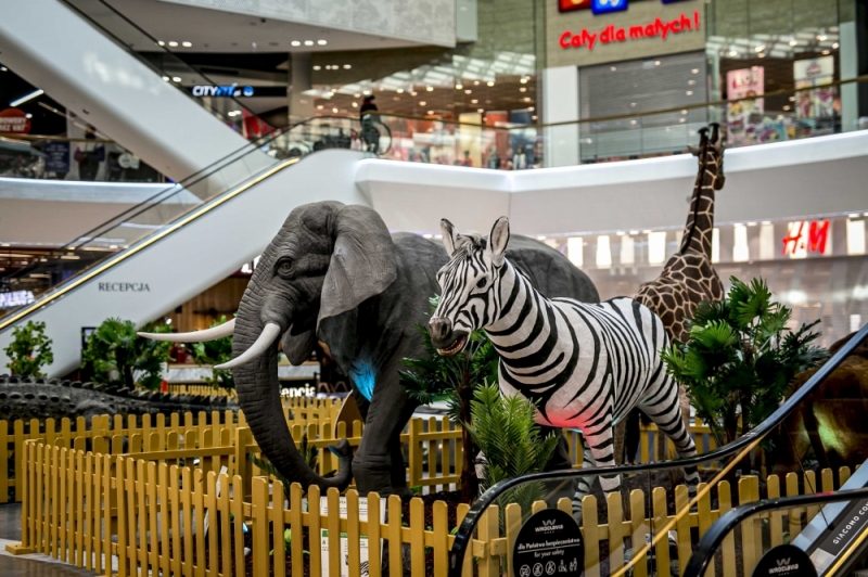 Zwierzęta z sawanny do zobaczenia w centrum Wrocławia - Fot. materiały prasowe