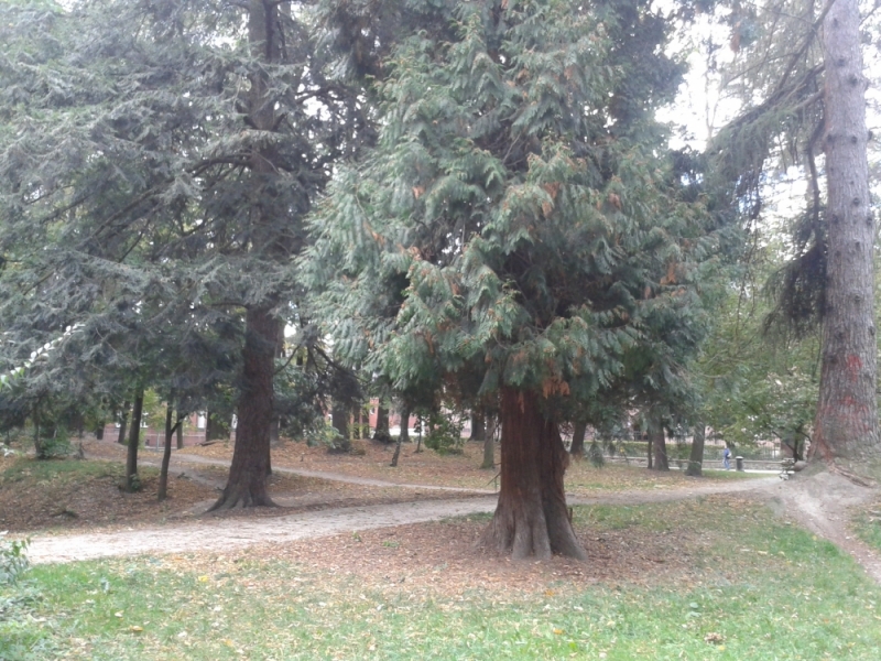 Czy z parku w centrum Świdnicy zniknie siedemset drzew? - fot. Barbara Szeligowska