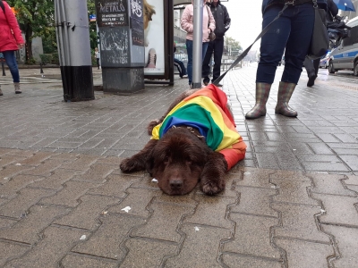 Spokojnie na Marszu Równości we Wrocławiu - 9
